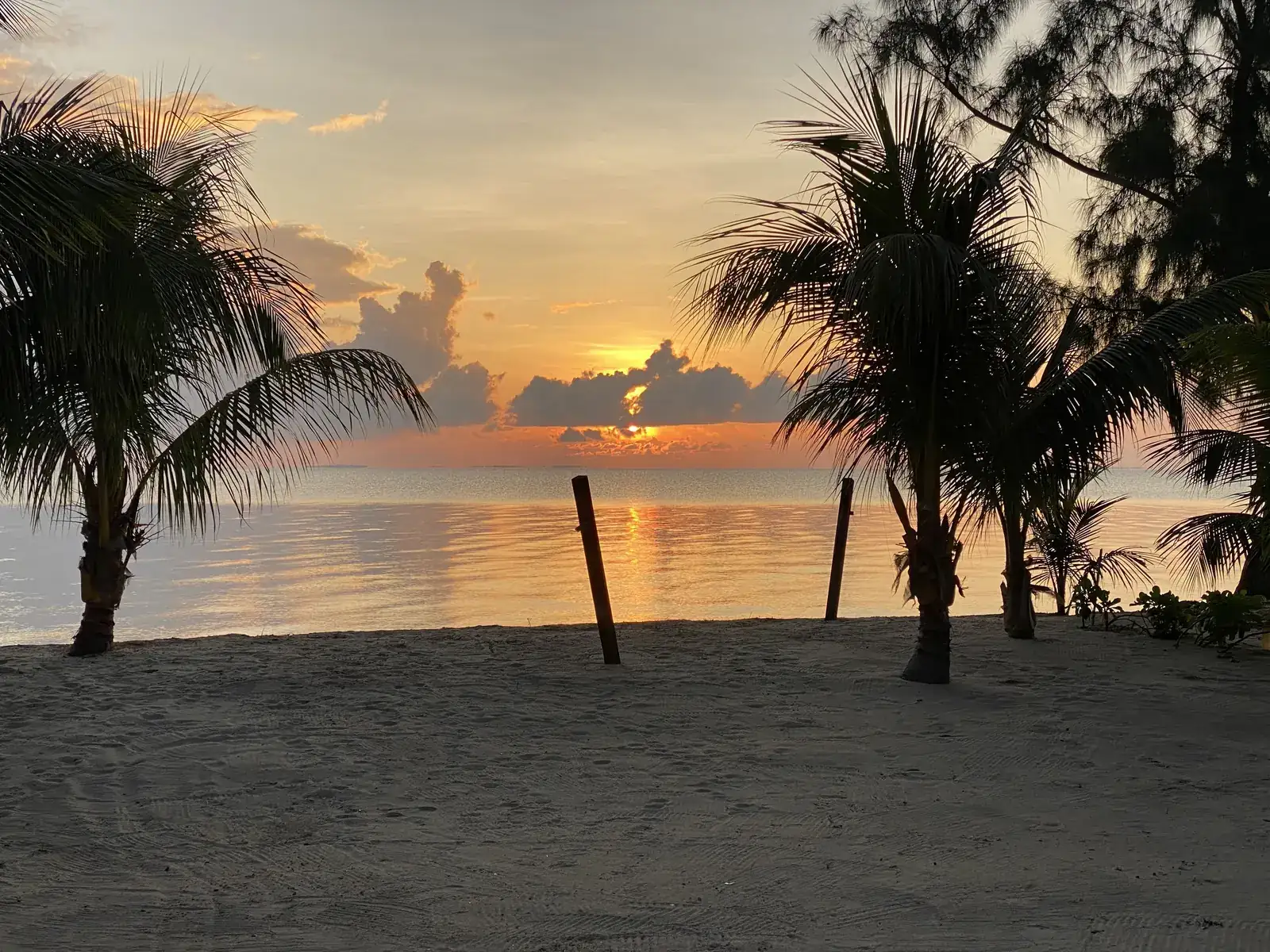 Sunset through palms on the Placencia Peninsula, the coast around La Vida